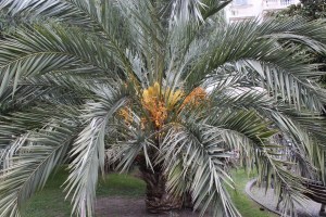 phoenix canariensis(4) (1200 x 800).jpg_product